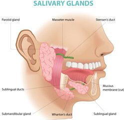 illustration of salivary glands diagram