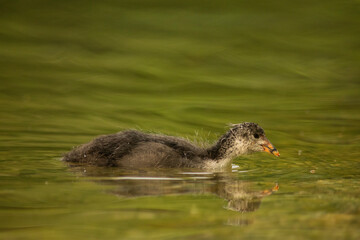 Eurasian coot