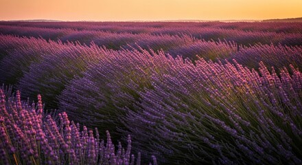 Lavender Field at Sunset: Purple Hues and Golden Light Painting the Horizon