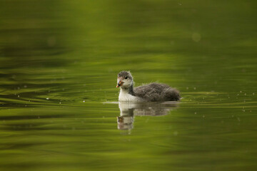 Eurasian coot