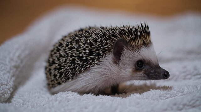 Adorable hedgehog wandering softly across white towel, carefully sniffing surroundings with curious demeanor and gentle prickly movements