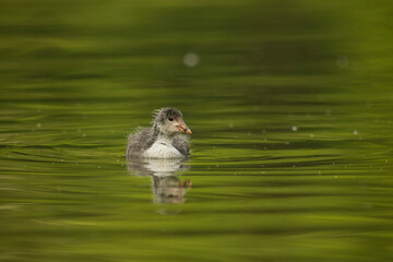 Eurasian coot