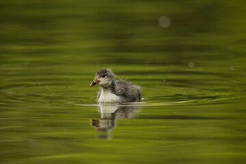 Eurasian coot
