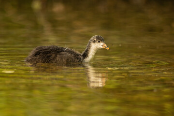 Eurasian coot