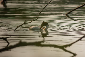 Great crested grebe
