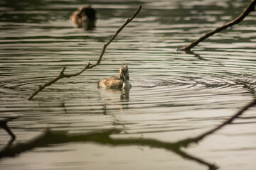 Great crested grebe
