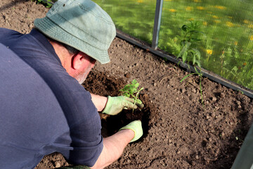 An elderly farmer in a panama hat plants a watermelon sprout in a greenhouse, male hands in dirty gloves immerse the plant with a lump of earth into a hole. Planting a plant, agriculture