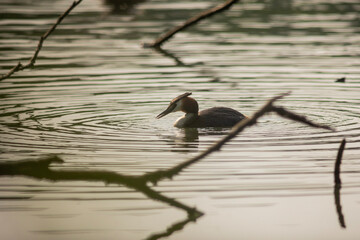 Great crested grebe