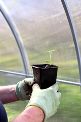 Elderly farmer holding plastic cup with watermelon sprout in gloved hands, seedlings in greenhouse. Preparing to plant plant, agriculture - vertical photo, hands, close-up
