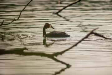 Great crested grebe