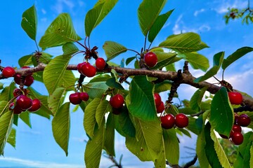 Cerezas