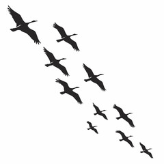 Fototapeta premium birds in flight