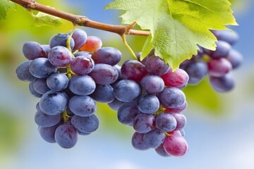 Fototapeta premium Bunches of ripe purple grapes hanging from a vine in a sunny vineyard during late summer