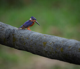 Bird photography that i took