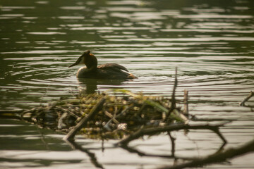 Great crested grebe