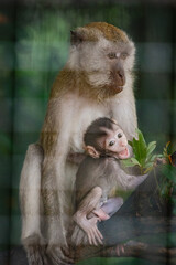 Wild Monkeys and Macaques in Natural Habitat – Wildlife and Nature Photography