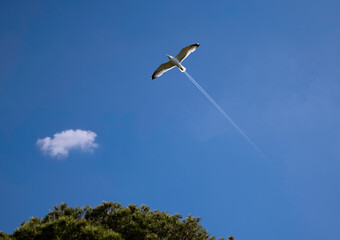 Jet Gull