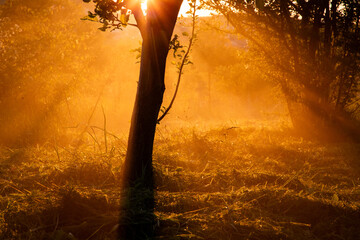 amazing golden light around tree summer sunset