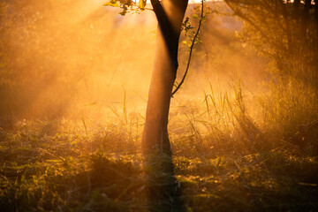 amazing golden light around tree summer sunset