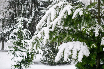Snow-covered green spruce trees in winter in the city park.