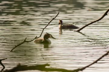 Great crested grebe