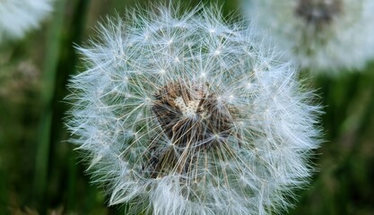 Fototapeta premium Dandelion plant in a natural landscape. Macro photo. After a bright yellow bloom, the dandelion creates a basket of seeds