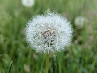 Dandelion plant in a natural landscape. Macro photo. After a bright yellow bloom, the dandelion creates a basket of seeds