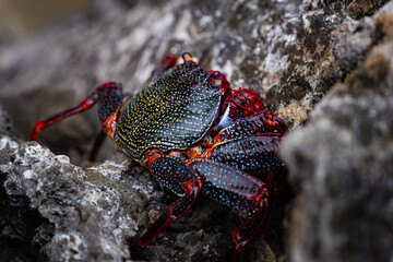 Crabe rouge de (grapsus adscensionis) Tenerife, Madère, Îles canaries, Açores 