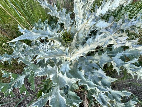 Onopordum bracteatum, or bracteate thistle, with large spiny grey-green leaves and woolly texture. A robust biennial plant found in dry fields and rocky slopes.