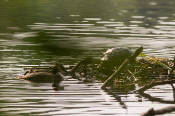 Great crested grebe