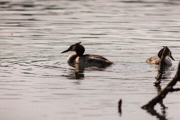 Great crested grebe