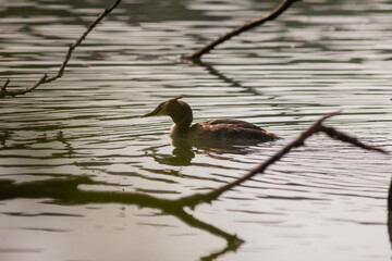 Great crested grebe
