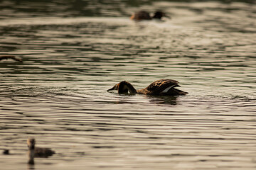 Great crested grebe
