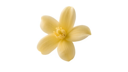 frangipani flower isolated on white