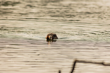 Great crested grebe