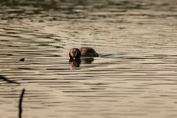 Great crested grebe