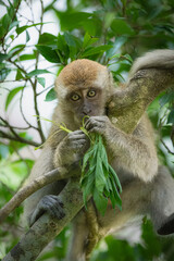Wild Monkeys and Macaques in Natural Habitat – Wildlife and Nature Photography