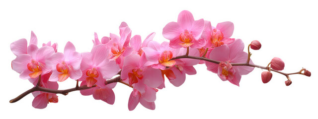 Fototapeta premium Beautiful pink orchids arranged elegantly on branch, showcasing delicate petals and vibrant colors. This floral display evokes sense of tranquility and natural beauty