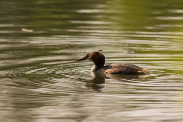 Great crested grebe