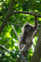 Wild Monkeys and Macaques in Natural Habitat – Wildlife and Nature Photography
