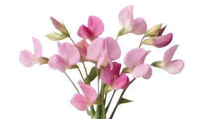 Fototapeta premium pink tulips isolated on white