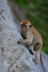 Wild Monkeys and Macaques in Natural Habitat – Wildlife and Nature Photography