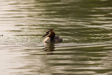Great crested grebe