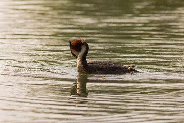Great crested grebe