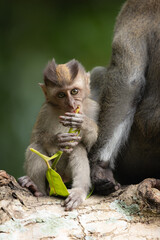Wild Monkeys and Macaques in Natural Habitat – Wildlife and Nature Photography