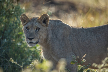 Close up image of a lioness in the african bush