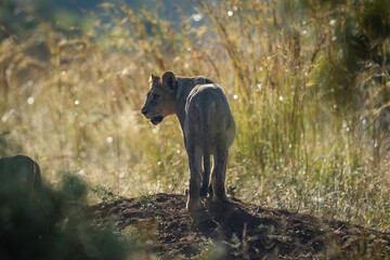 A lioness standing on a small hill looks back over shoulder