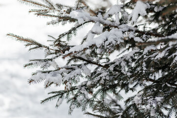 Tree covered in snow. The snow is covering the branches and leaves. The tree is bare and has no leaves