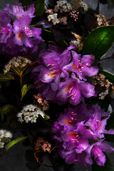 
Composition of plants, on black background, still life.