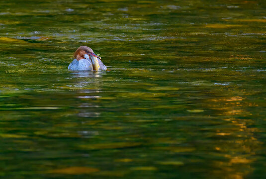Common merganser female eating a trout it caught in the Oconaluftee River in the Great Smoky Mountains